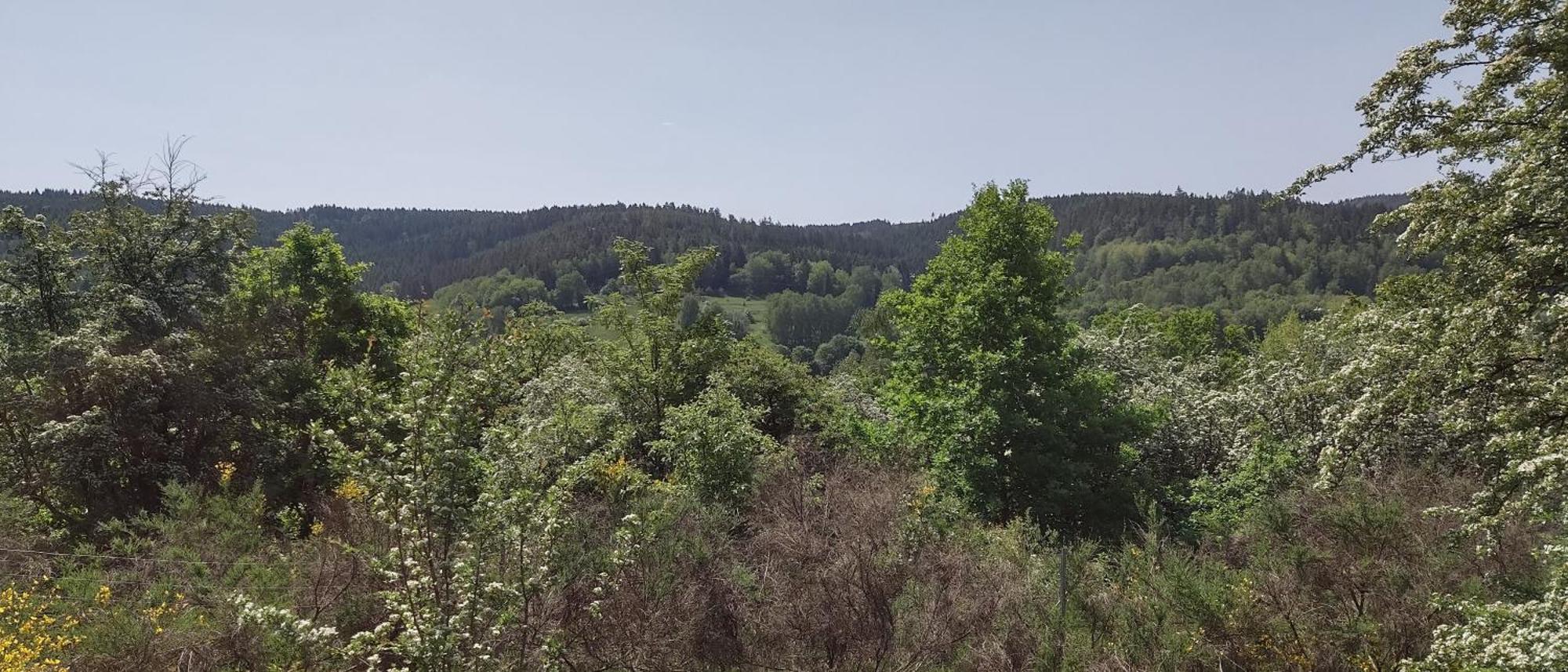 Sessles Waldhaeusschen Dietzhausen Suhl Εξωτερικό φωτογραφία
